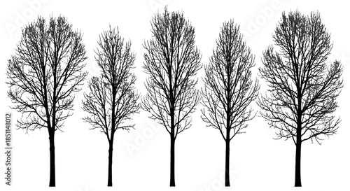 Five bare deciduous trees in silhouette against a white background, showcasing their intricate branch structures in winter.