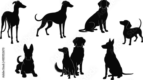 lhouette of different dog breeds, sitting and standing poses, pet animal illustration, black vector design, domestic dogs, isolated on white flat vector illustration
