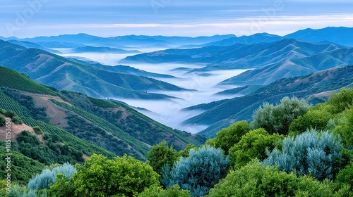 telephoto landscape shot of rolling hills covered in vineyards at sunrise, thick waves of fog flowing through the valleys like water, golden light catching