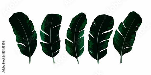 A collection of five dark green banana leaves arranged in a vertical line