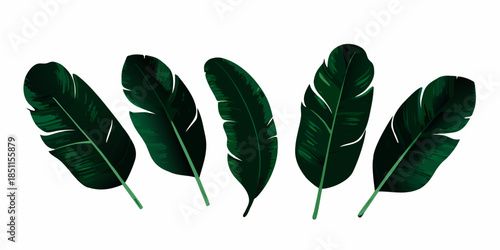 A collection of dark green banana leaves arranged on a white background