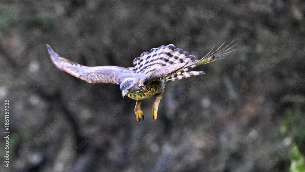 Fototapeta premium blue tailed hawk moth