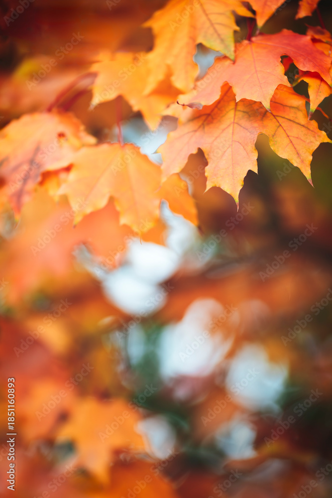 Fototapeta premium Autumn leaves close-up with blurred background in autumn park