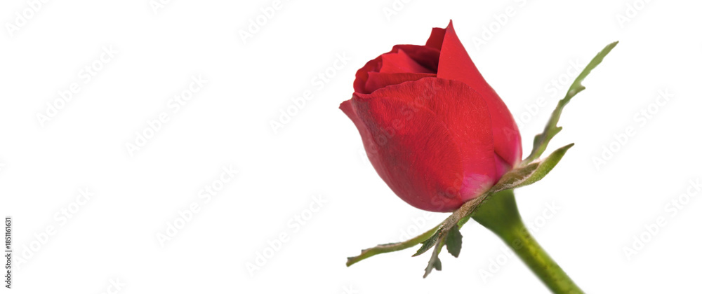 Obraz premium red flower petal of blooming roses on a white background and empty space on the left