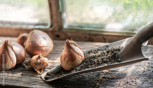 flower bulb placed on a small garden shovel full of soil near a window in the garden shed