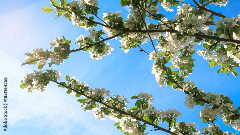 Obraz premium Tree in full bloom, covered in white flowers. flowers are in various stages of bloom and have blossomed. sky is blue and clear, Spring awakening concept.
