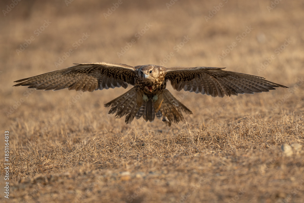 Fototapeta premium red tailed hawk