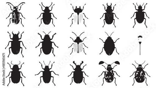 Beetle Silhouettes in Various Poses and Details in Black on White Background for Entomology Illustration