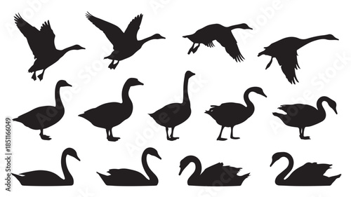 Swan Silhouettes in Various Poses and Flight Patterns in Black on White Background for Wildlife Illustration