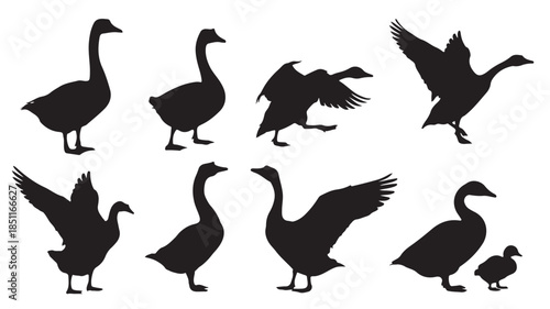 Duck Silhouettes in Various Poses and Actions in Black on White Background for Graphic Design