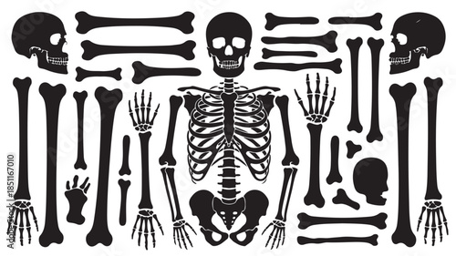Human Skeleton Silhouette Collection in Black and White Vector Illustration for Medical Education