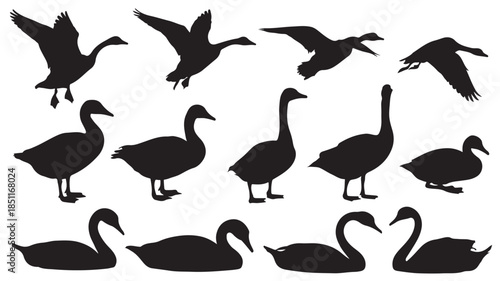 Silhouette of geese in various poses and flying formations in black on white background for graphic design