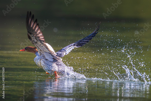 red winged blackbird