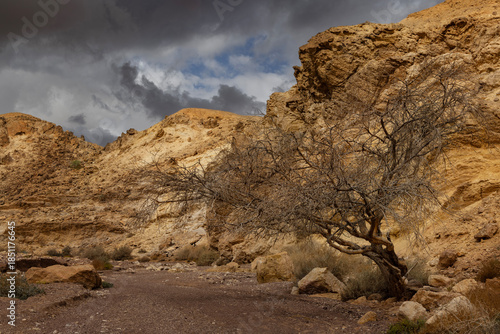 Dry river bed with trees. The road to the Red Canyon. Mountain landscape of the desert
