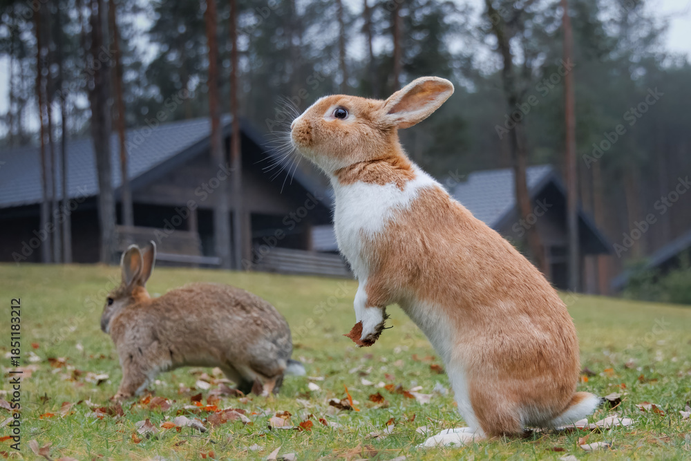 Φωτογραφία Two rabbits are on the green grass