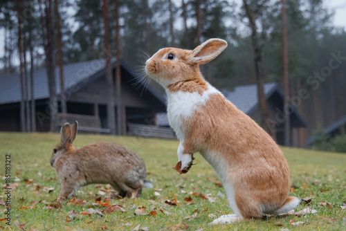 фотографія Two rabbits are on the green grass