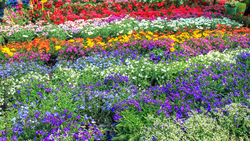 A vibrant, colorful flowerbed with blooming annuals in a community garden. A lush floral display of purple, white, red, orange, and yellow flowers.