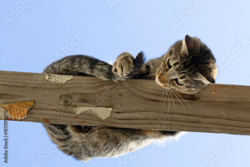 Curious Domestic Cat Looking Down from a Wooden Beam against Blue Sky