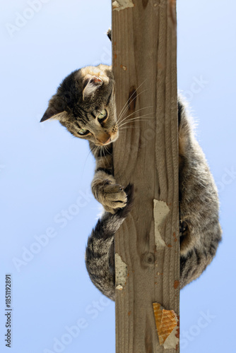 Curious Domestic Cat Looking Down from a Wooden Beam against Blue Sky