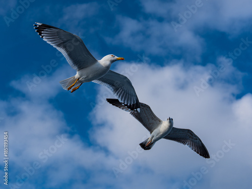 Two Seagulls Flying in Blue Sky with White Clouds
