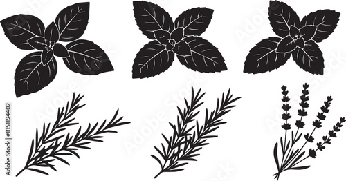 Set of silhouette herbs basil rosemary lavender botanical elements for culinary and decorative use