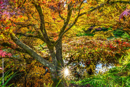 Colorful Autumn Maple Tree Water Van Dusen Garden Vancouver Canada
