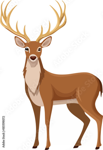 White Tailed Deer with Large Antlers Standing Isolated on White Background, White Tailed Buck with Antlers, Standing Deer Wildlife Portrait, Deer with Large Antlers Isolated