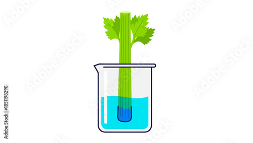 Celery stalk in water beaker for science experiment