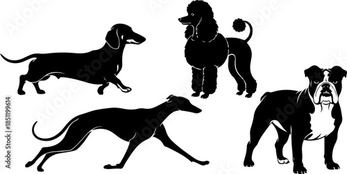 Fluffy Dog Illustration Collection