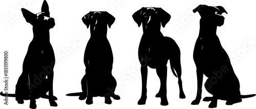 Fluffy Dog Illustration Collection