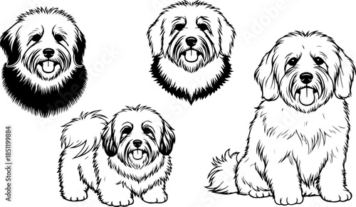 Fluffy Dog Illustration Collection