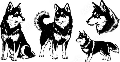 Fluffy Dog Illustration Collection