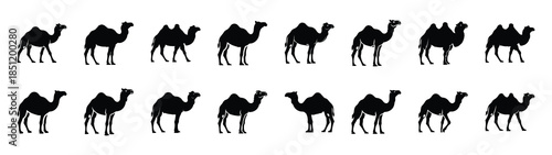 camel icons collection. Animal icon set. Isolated on White background