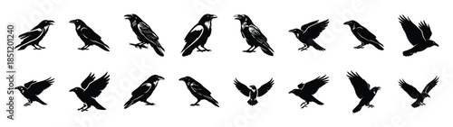 raven icons collection. Animal icon set. Isolated on White background