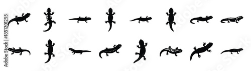 salamander icons collection. Animal icon set. Isolated on White background