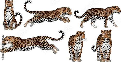 Flat vector illustration set of spotted leopards in various poses including running jumping sitting and walking for wildlife nature and safari designs.
