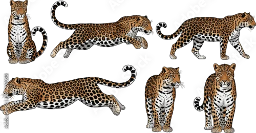 Tapety Flat vector illustration set of spotted leopards in various poses including running jumping sitting and walking for wildlife nature and safari designs.