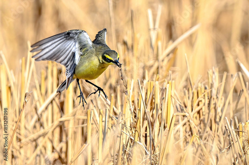 great tit parus major on a branch