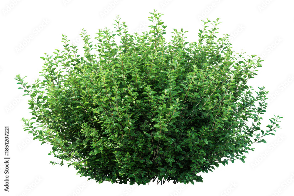 Fototapeta premium Lush green garden bush or shrub with abundant foliage, ideal for landscaping design and natural backgrounds isolated on transparent background