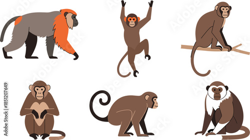 Flat vector illustration set of brown monkeys in various poses including climbing sitting walking and hanging for wildlife nature and jungle designs.