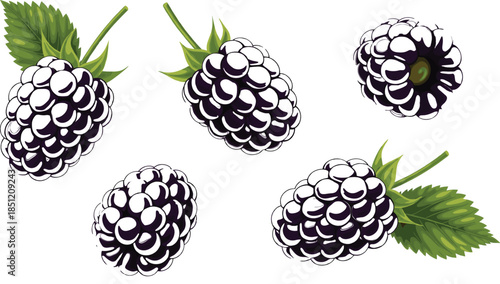 Fresh vector illustration set of ripe blackberries with green leaves featuring various angles of juicy summer berries for healthy food and dessert designs.