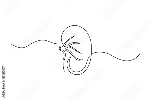 Human kidney one-line art with vascular details