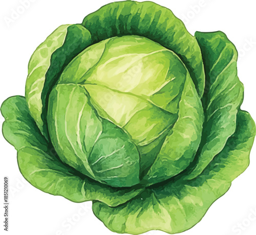 Lettuce Watercolor Illustration Head