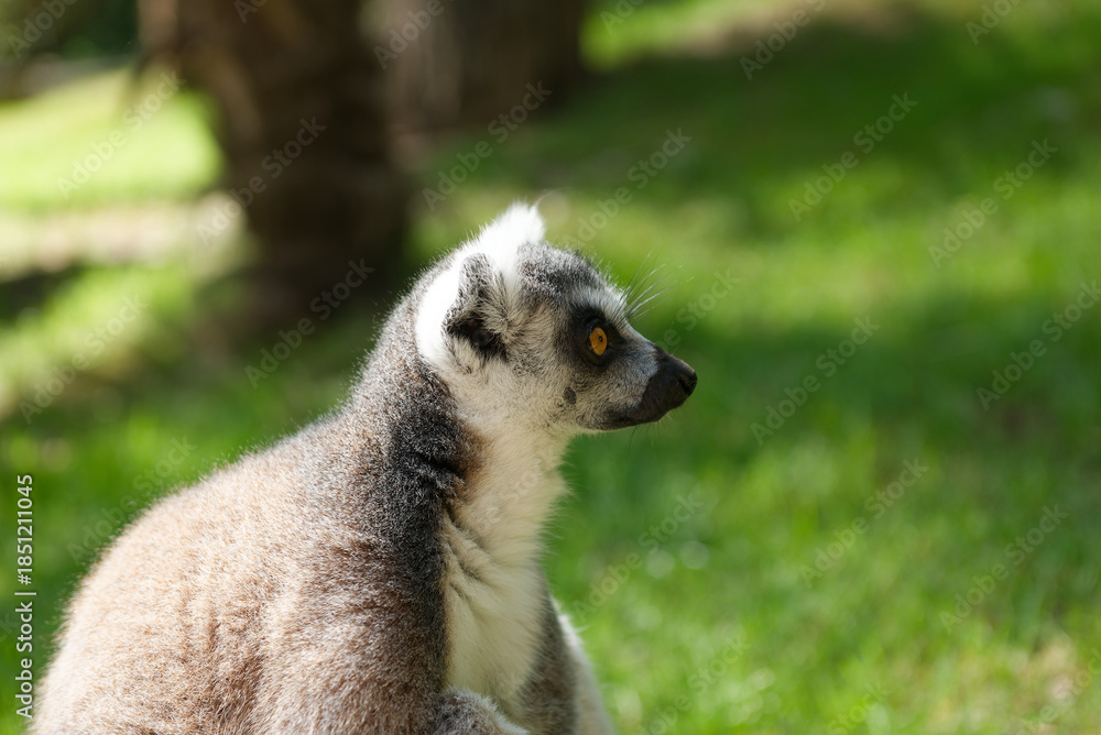 Obraz premium Lémurien observant son environnement dans un parc animalier