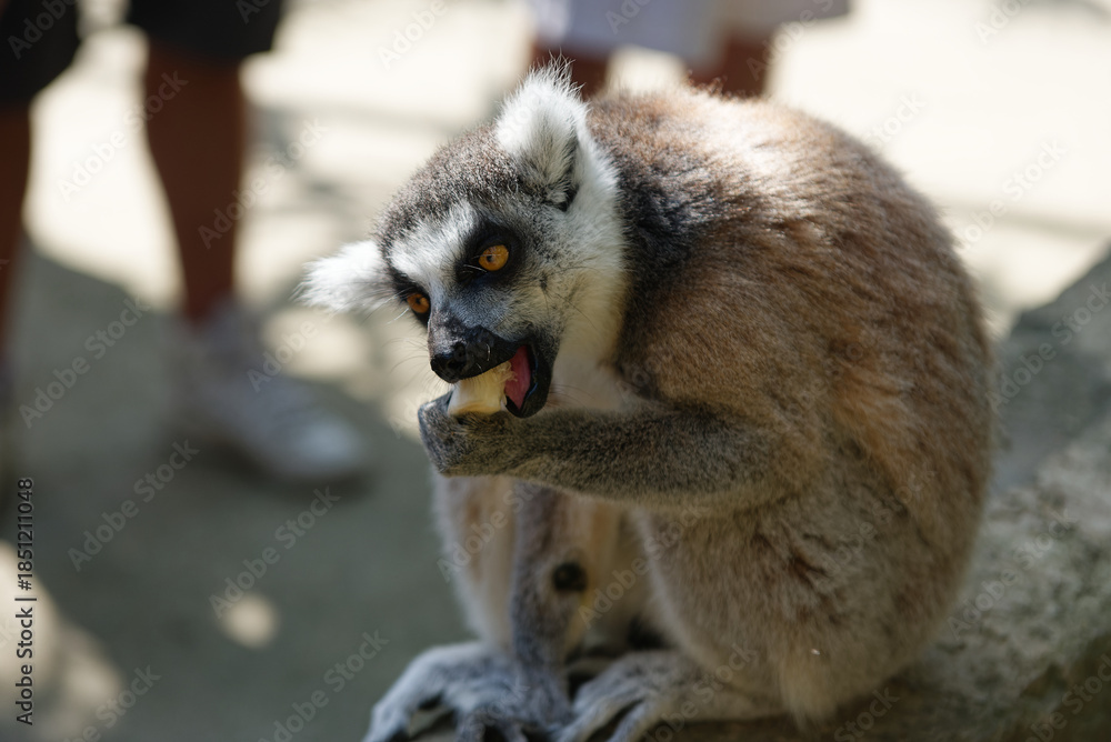 Obraz premium Lémurien mangeant de la nourriture dans un parc animalier – photo éditoriale