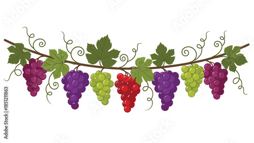 Lush horizontal grape vine laden with abundant bunches of red, green, and purple grapes, symbolizing harvest and viticulture.