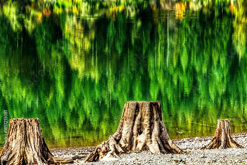 Colorful Tree Trunks Rattlesnake Ledge Lake Reflection North Bend Washington
