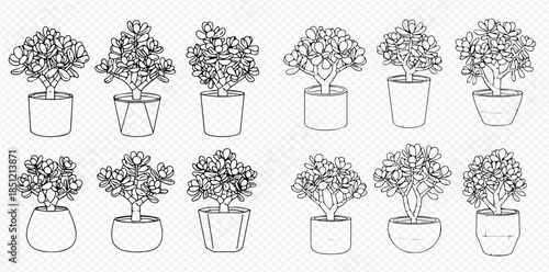 Set of various potted plants, hand-drawn outline illustrations of indoor greenery for home and office decoration.