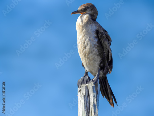 Immature Reed Cormorant