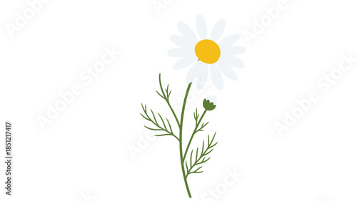 Simple illustration of a single chamomile flower with a white daisy-like bloom, yellow center, green stem, and delicate leaves.